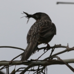 Anthochaera carunculata at Gigerline Nature Reserve - 8 Dec 2023