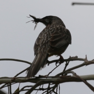 Anthochaera carunculata at Gigerline Nature Reserve - 8 Dec 2023