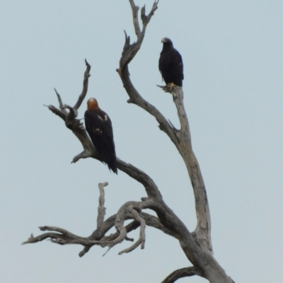 Aquila audax (Wedge-tailed Eagle) at Jerrabomberra, ACT - 8 Dec 2023 by CallumBraeRuralProperty