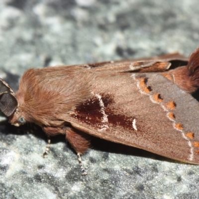Pinara metaphaea (Pinara Moth) at Sheldon, QLD - 8 Dec 2023 by PJH123