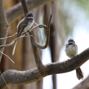 Rhipidura albiscapa at Tharwa, ACT - 8 Dec 2023