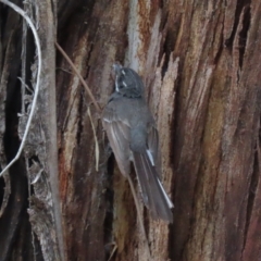 Rhipidura albiscapa at Tharwa, ACT - 8 Dec 2023