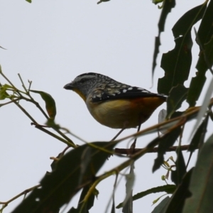 Pardalotus punctatus at Gigerline Nature Reserve - 8 Dec 2023 11:39 AM