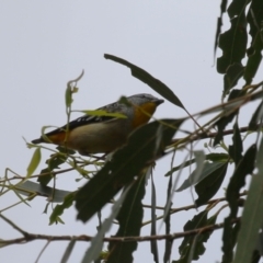 Pardalotus punctatus at Gigerline Nature Reserve - 8 Dec 2023 11:39 AM