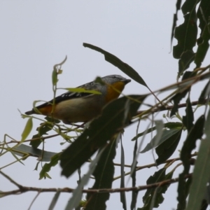 Pardalotus punctatus at Gigerline Nature Reserve - 8 Dec 2023 11:39 AM