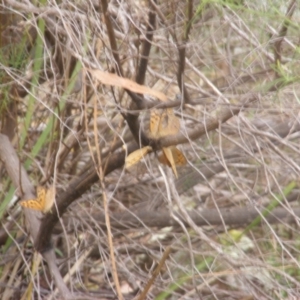 Heteronympha merope at Tuggeranong Hill NR  (TGH) - 9 Dec 2023 10:53 AM