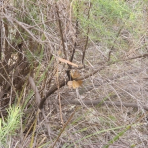 Heteronympha merope at Tuggeranong Hill NR  (TGH) - 9 Dec 2023 10:53 AM