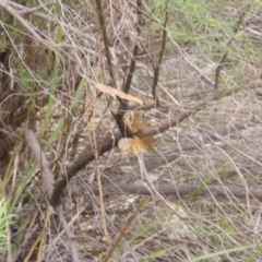 Heteronympha merope at Tuggeranong Hill NR  (TGH) - 9 Dec 2023 10:53 AM