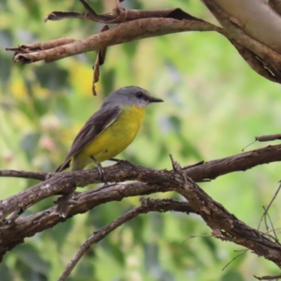 Eopsaltria australis (Eastern Yellow Robin) at Gigerline Nature Reserve - 8 Dec 2023 by RodDeb