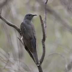 Cacomantis variolosus (Brush Cuckoo) at Gigerline Nature Reserve - 7 Dec 2023 by RodDeb