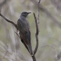 Cacomantis variolosus (Brush Cuckoo) at Gigerline Nature Reserve - 8 Dec 2023 by RodDeb