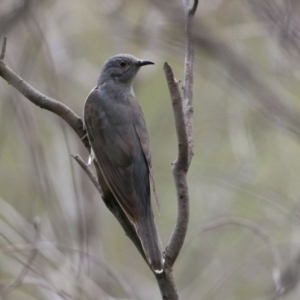 Cacomantis variolosus at Gigerline Nature Reserve - 8 Dec 2023 10:29 AM