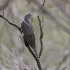 Cacomantis variolosus at Gigerline Nature Reserve - 8 Dec 2023 10:29 AM