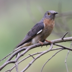Cacomantis flabelliformis (Fan-tailed Cuckoo) at Gigerline Nature Reserve - 8 Dec 2023 by RodDeb
