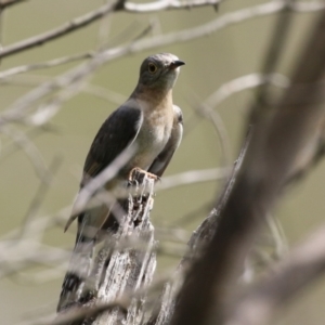 Cacomantis flabelliformis at Gigerline Nature Reserve - 8 Dec 2023 10:41 AM