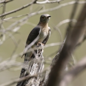 Cacomantis flabelliformis at Gigerline Nature Reserve - 8 Dec 2023