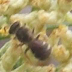 Lasioglossum (Chilalictus) sp. (genus & subgenus) (Halictid bee) at Tuggeranong Hill - 8 Dec 2023 by MichaelMulvaney