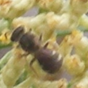 Lasioglossum (Chilalictus) sp. (genus & subgenus) at Tuggeranong Hill NR  (TGH) - 9 Dec 2023