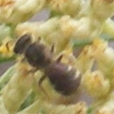 Lasioglossum (Chilalictus) sp. (genus & subgenus) (Halictid bee) at Calwell, ACT - 8 Dec 2023 by MichaelMulvaney