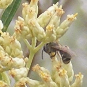 Lasioglossum (Chilalictus) sp. (genus & subgenus) at Tuggeranong Hill NR  (TGH) - 9 Dec 2023