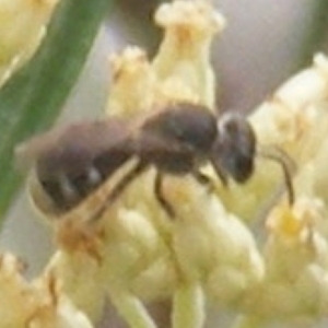 Lasioglossum (Chilalictus) sp. (genus & subgenus) at Tuggeranong Hill NR  (TGH) - 9 Dec 2023