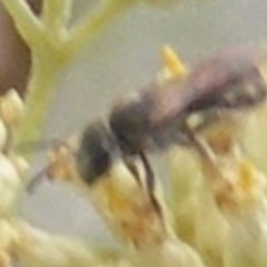 Lasioglossum (Chilalictus) sp. (genus & subgenus) at Tuggeranong Hill NR  (TGH) - 9 Dec 2023