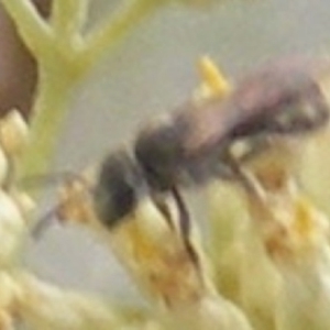 Lasioglossum (Chilalictus) sp. (genus & subgenus) at Tuggeranong Hill NR  (TGH) - 9 Dec 2023 10:43 AM