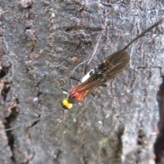 Braconidae (family) (Unidentified braconid wasp) at Hall Cemetery - 8 Dec 2023 by Christine