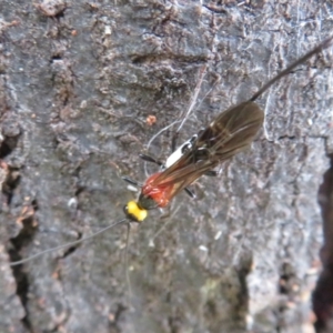 Braconidae (family) at Hall Cemetery - 9 Dec 2023 10:23 AM