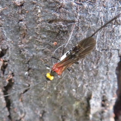 Braconidae (family) (Unidentified braconid wasp) at Hall Cemetery - 8 Dec 2023 by Christine