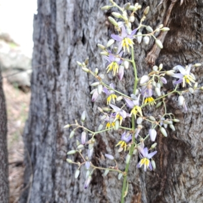 Dianella sp. aff. longifolia (Benambra) (Pale Flax Lily, Blue Flax Lily) at Cook, ACT - 9 Dec 2023 by SarahHnatiuk