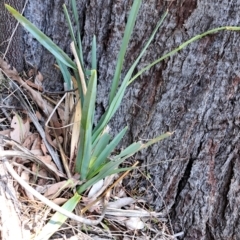 Dianella sp. aff. longifolia (Benambra) at Mount Painter - 9 Dec 2023 01:15 PM