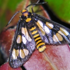 Amata (genus) (Handmaiden Moth) at Sheldon, QLD - 7 Dec 2007 by PJH123