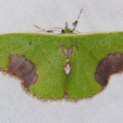 Comibaena mariae (Maria's Emerald) at Sheldon, QLD - 7 Dec 2007 by PJH123