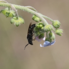 Lasioglossum (Chilalictus) lanarium (Halictid bee) at Lyons, ACT - 8 Dec 2023 by ran452