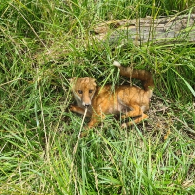 Vulpes vulpes (Red Fox) at Jerrabomberra Wetlands - 8 Dec 2023 by Jiggy