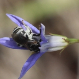 Lasioglossum (Chilalictus) sp. (genus & subgenus) at Lyons, ACT - 9 Dec 2023