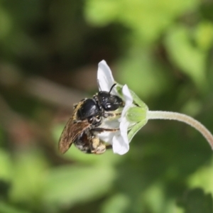 Lasioglossum (Chilalictus) sp. (genus & subgenus) at Lyons, ACT - 9 Dec 2023 01:33 AM