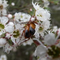 Phyllotocus macleayi (Nectar scarab) at Wandiyali-Environa Conservation Area - 9 Dec 2023 by Wandiyali