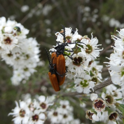 Porrostoma rhipidium (Long-nosed Lycid (Net-winged) beetle) at Wandiyali-Environa Conservation Area - 9 Dec 2023 by Wandiyali