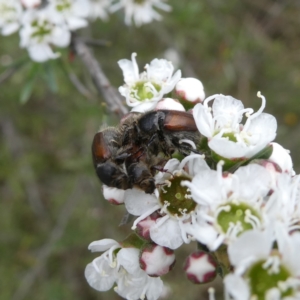 Liparetrus sp. (genus) at QPRC LGA - suppressed