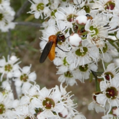 Bibio imitator (Garden maggot) at Wandiyali-Environa Conservation Area - 9 Dec 2023 by Wandiyali