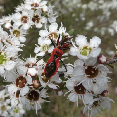 Gminatus australis (Orange assassin bug) at Wandiyali-Environa Conservation Area - 9 Dec 2023 by Wandiyali