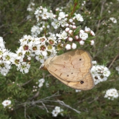 Heteronympha merope (Common Brown Butterfly) at QPRC LGA - 9 Dec 2023 by Wandiyali