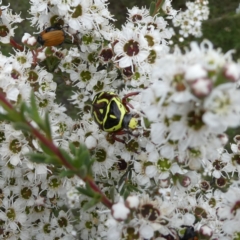 Eupoecila australasiae (Fiddler Beetle) at Wandiyali-Environa Conservation Area - 9 Dec 2023 by Wandiyali