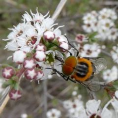 Scaptia (Scaptia) auriflua (A flower-feeding march fly) at Wandiyali-Environa Conservation Area - 9 Dec 2023 by Wandiyali
