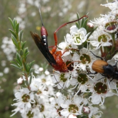 Lissopimpla excelsa (Orchid dupe wasp, Dusky-winged Ichneumonid) at QPRC LGA - 9 Dec 2023 by Wandiyali