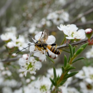 Labium sp. (genus) at QPRC LGA - 9 Dec 2023