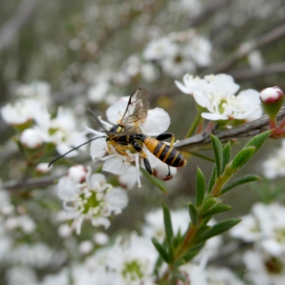Labium sp. (genus) (An Ichneumon wasp) at Wandiyali-Environa Conservation Area - 9 Dec 2023 by Wandiyali