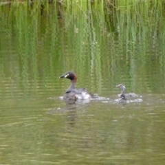 Tachybaptus novaehollandiae (Australasian Grebe) at Wandiyali-Environa Conservation Area - 9 Dec 2023 by Wandiyali